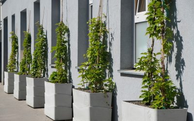 Neues Angebot für geförderte Grünfassaden in Wien