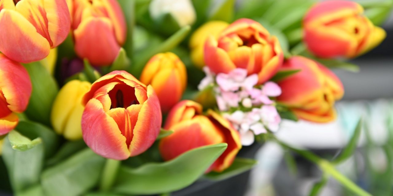 Matzner-Markt 11. Mai 2023: Blumen für den Muttertag